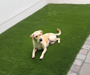 Pet Play Area Jumeirah Village Circle